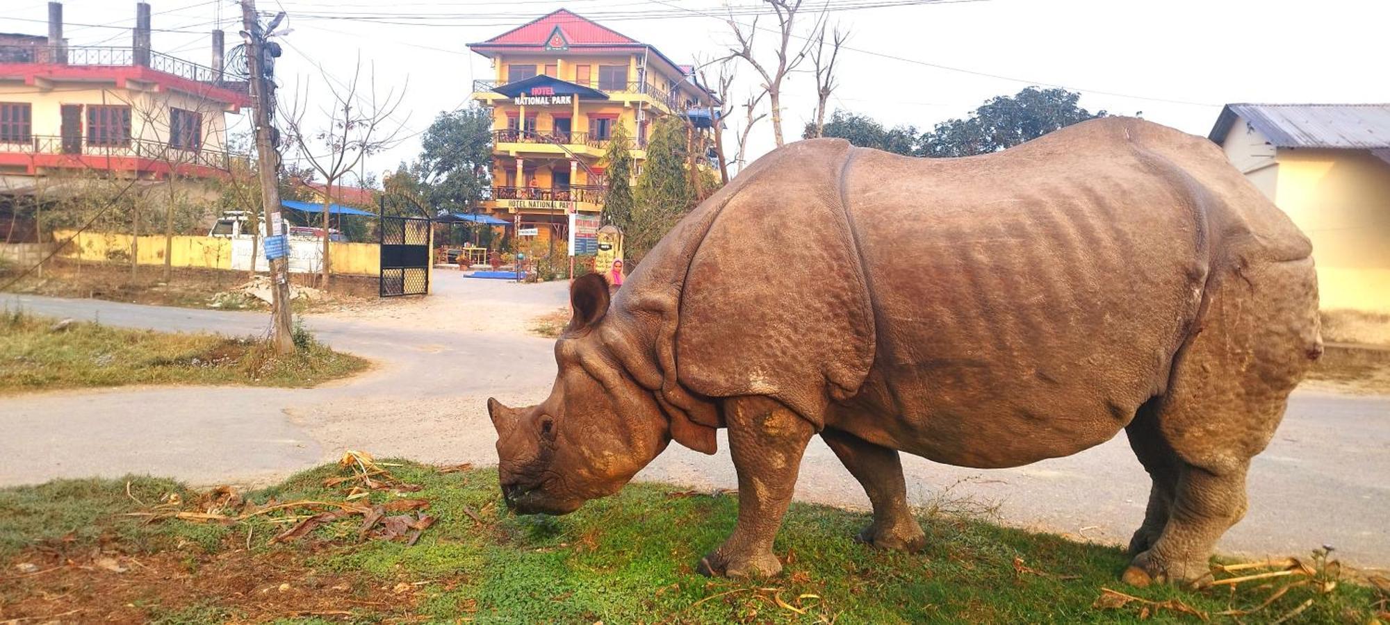 Hotel National Park Sauraha- Homely Stay And Peaceful Location With Jungle Safari Arrangements Eksteriør bilde